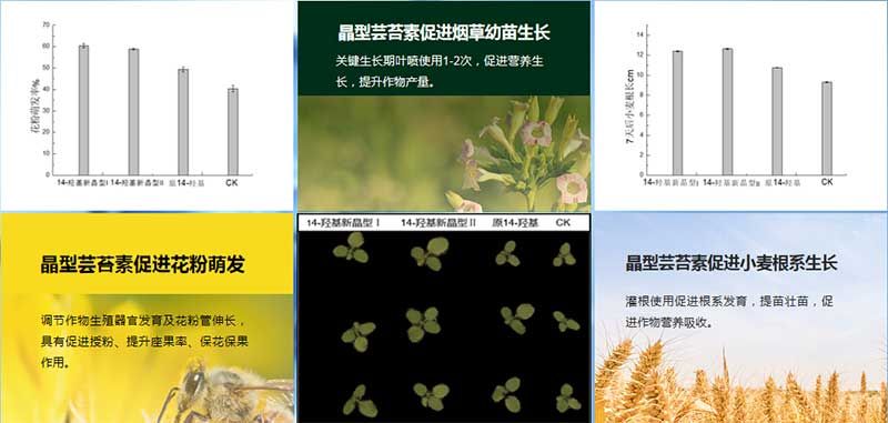 生物科技 賦能農業穩產保供——第十屆植物生長調節劑發展與應用交流會在四川眉山召開