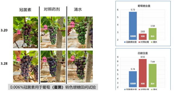 冠菌對素夏黑葡萄果實轉色品質的影響